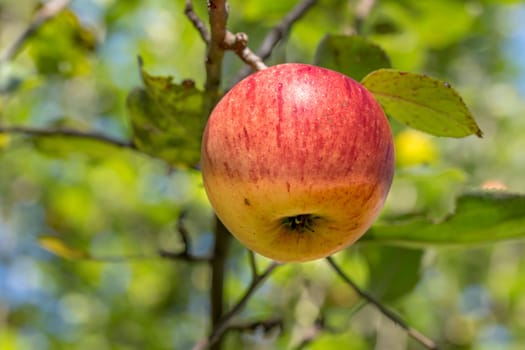 Ripe apple hangs in a sunlit tree with blurred background