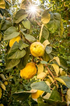 Ripe quince hangs in a sunlit tree with blurred background