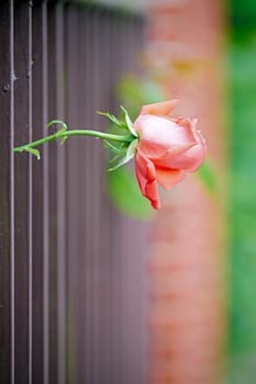 a single rose grows through a garden fence