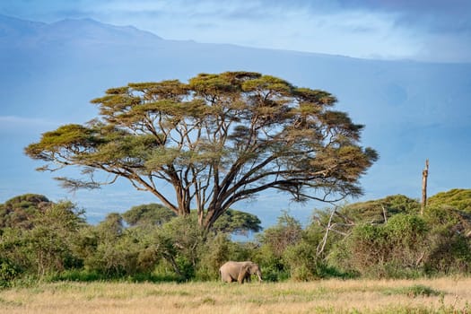 African elephant (Loxodonta africana) off Kilimanjaro,Amboseli National Park,Kenya
