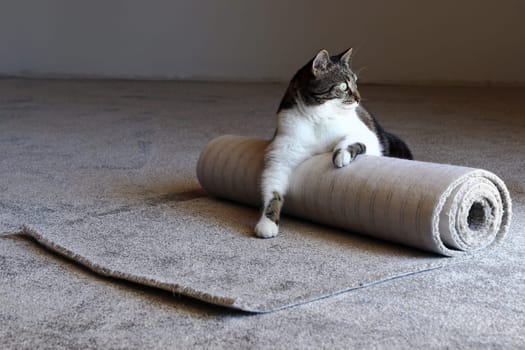Feel good with a new carpet. A cat lies relaxed on the new carpet