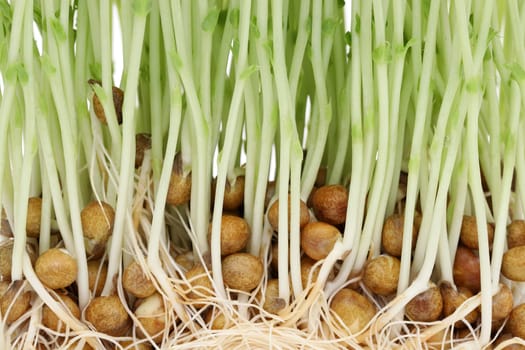Sweet pea sprouts, close up to texture of young sweet pea sprouts　