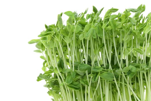 Sweet pea sprouts, close up of young sweet pea sprouts isolated on white background