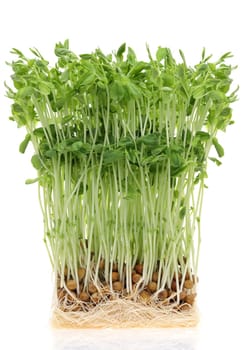 fresh sweet peas sprout with roots isolated on white background
