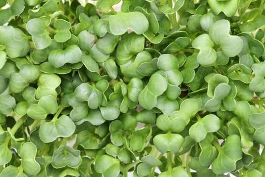 Fresh radish sprouts, high angle view, texture background