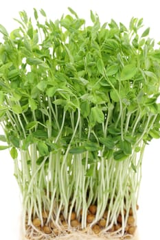 Sweet pea sprouts, close up of young sweet pea sprouts isolated on white background