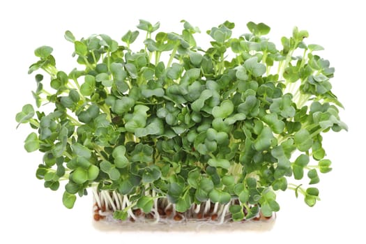 Fresh spring green live radish sprouts isolated on white background
