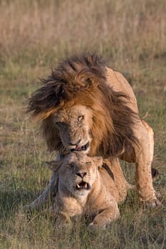 Lion (Panthera leo) mating,Masai Mara,Narok County,Kenya