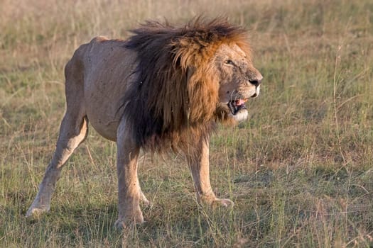 Lion (Panthera leo),male,Masai Mara,Narok County,Kenya
