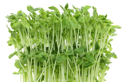 Sweet pea sprouts, close up of young sweet pea sprouts isolated on white background