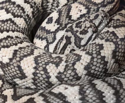 Close up of Jungle Carpet Python. Morelia Spilota cheynei.