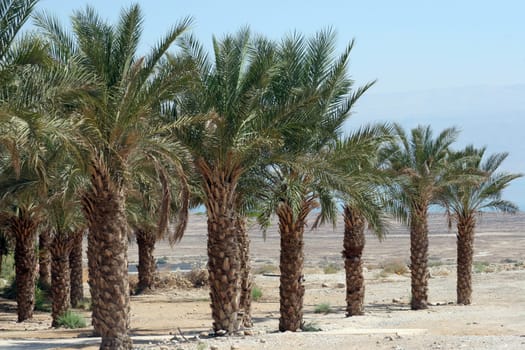 Palm trees in desert