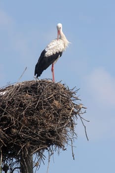 Stork in its nest over a clear blue backround