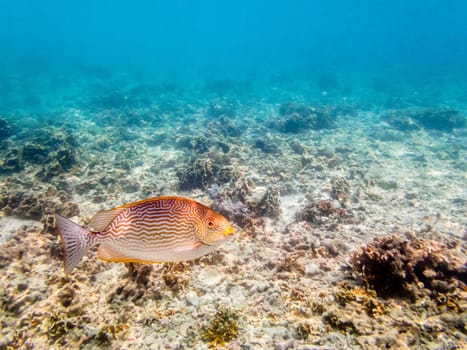 Underwater photos of Vermiculated Spinefoot or Siganus Vermiculatus is a beautiful sea fish swimming above the coral reefs at Koh Nang Yuan island in Thailand