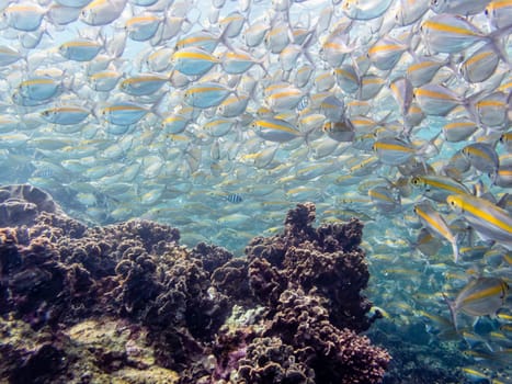 Underwater photos group of Goldband Fusilier or Pterocaesio Chrysozona is a sea fish herd with a bright yellow stripe beautiful swimming above the coral reefs at Koh Nang Yuan island in Thailand