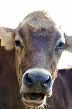 The face of a young brown cattle in Bavaria