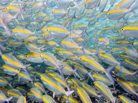Underwater photos group of Goldband Fusilier or Pterocaesio Chrysozona is a sea fish herd with a bright yellow stripe beautiful at Koh Nang Yuan island in Thailand