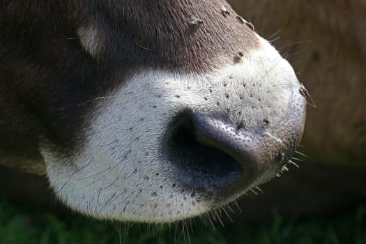 Close-up of the nose of a brown cattle with many flies