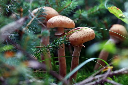 Brown mushrooms in the forest. Mushrooms of the genus Lepiota (Schirmlinge) or Tricholoma (Ritterlinge)