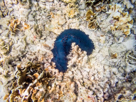 Underwater photos of Sea Cucumber or Holothuroidea is a marine animals with a black and leathery skin and an elongated body containing a single at Ko Tao island in Thailand