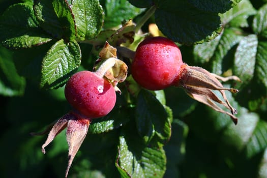 Red rose hips with raindrop on a shrub. Rose hips are the fruits of rose hedges