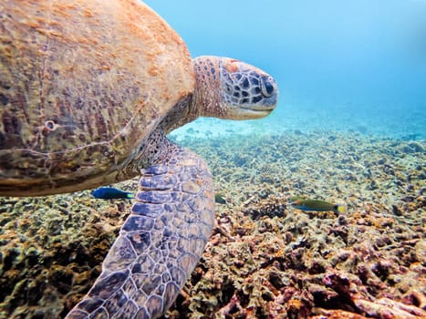 Underwater photos of Green Sea Turtle or Chelonia Mydas is a marine animals are looking for food on the coral at Ko Tao island in Thailand
