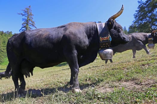 A Herens or Valais cattle in the mountains. Valais cattle are driven up to the mountain pasture