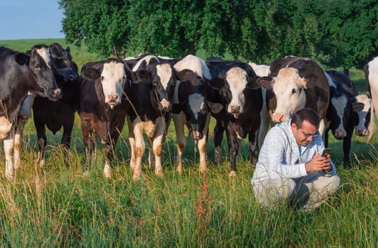 Funny image with a man looking in its smart-phone and a bunch of Holstein cows gathered behind him and looking over his shoulders, in Germany.