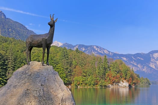 The legendary Goldhorn chamois on the shore of Lake Bohinj