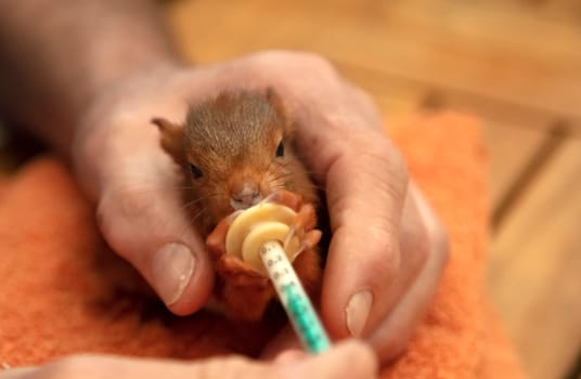 Feeds Milk to squirrel by wild animal assistance