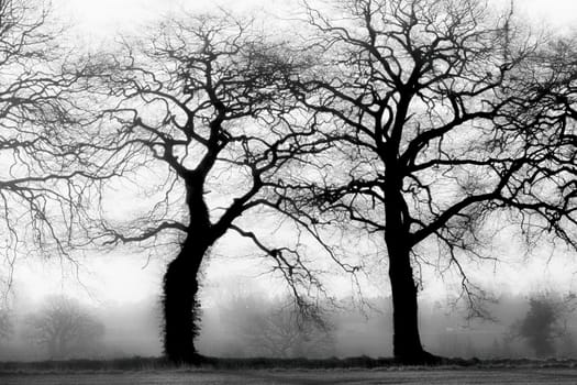Bare winter trees in black and white with a misty foggy weather in a rural setting
