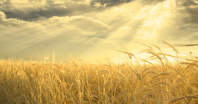 Golden Field of Wheat and Sky. Sunset or sunrise