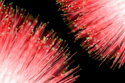 Macro photo of abstract red texture from red flower on black background.