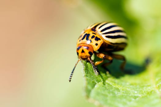 Macro photo of eating potato beetle on leaf on green background.