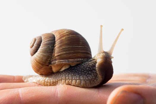 The snail is on male hand on white background.