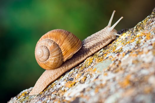 The brown snail is in nature on green background.