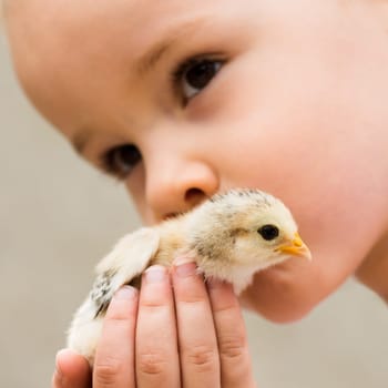 The young child is kissing the little chick. Care about chick, animal care concept.