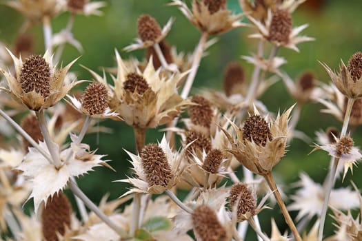 Mediterranean sea holly Eryngium bourgatii