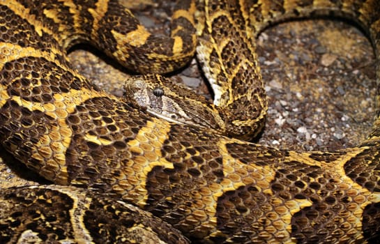 Puff adder Bitis arietans a venomous viper from Africa