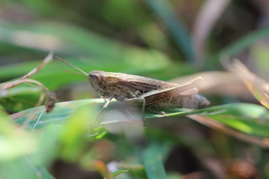 Hayhorse,Locust,Grasshoppers