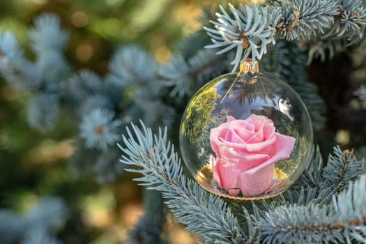 Christmas pink flower preserved (eternal roses) in the globe of glass hanging in the fir tree