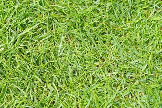 Green grass lawn close up texture background