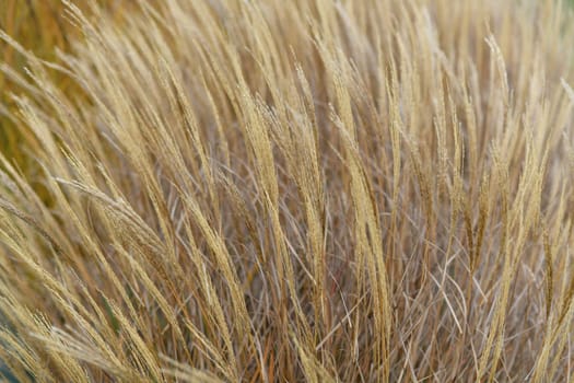 Natural background Dry reed. Minimal, stylish and trend concept.