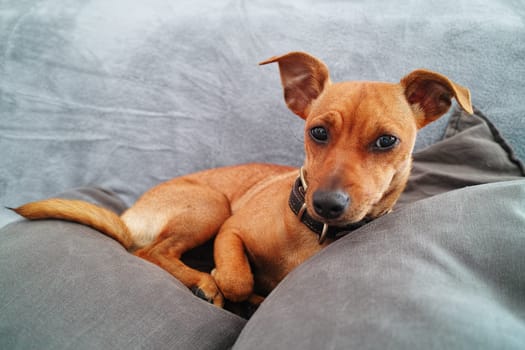 Brown miniature Pinscher dog relaxing home over gray sofa