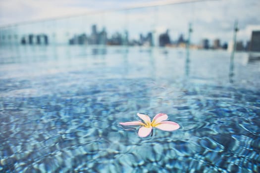 Bloom floating on water surface of rooftop swimming pool against silhouette buildings of urban skyline.