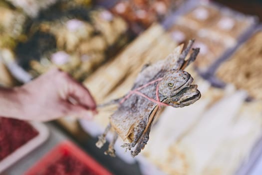 Human hand holding dried tokay gecko in shop of traditional Chinese medicine. Chinatown street market in Singapore.