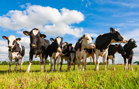 Holstein cows in the pasture looking
