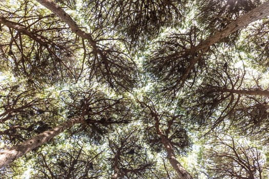 Dense pine trees forest texture. Bottom to the treetops view.
