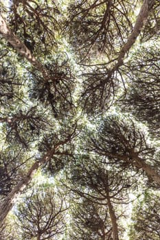Dense pine trees forest texture. Bottom to the treetops view.