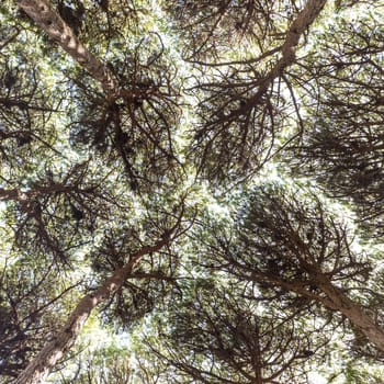 Dense pine trees forest texture. Bottom to the treetops view.
